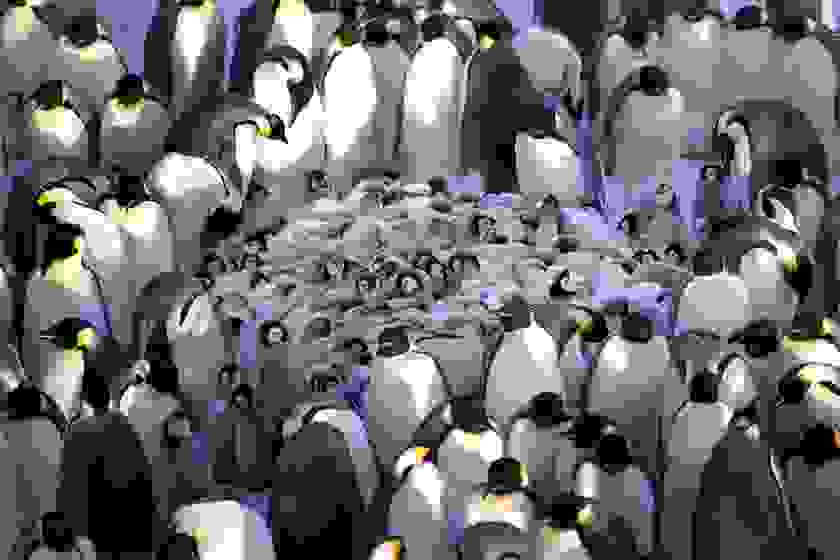 potd-penguin-3.jpg