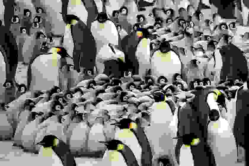 potd-penguin-4.jpg