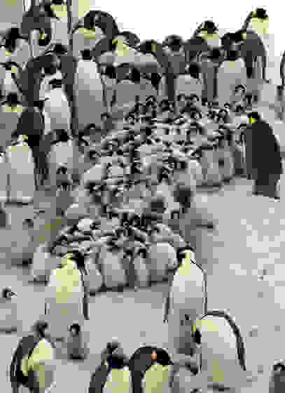 potd-penguin-5.jpg