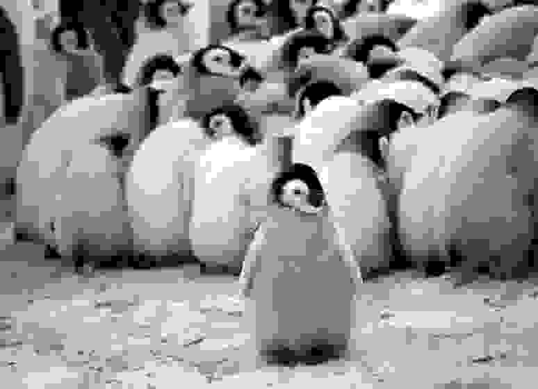 potd-penguin-6.jpg