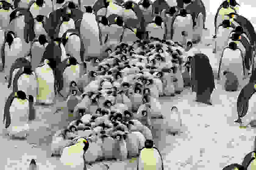potd-penguin-7.jpg