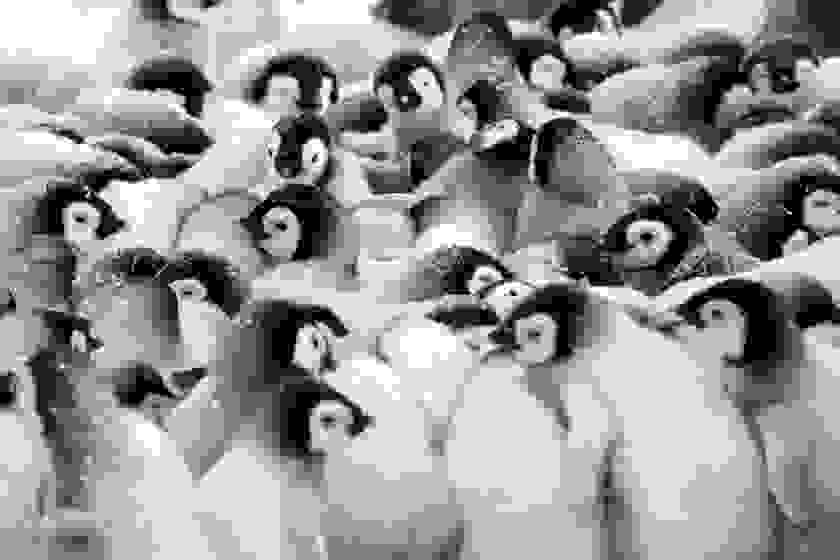 potd-penguin-8.jpg