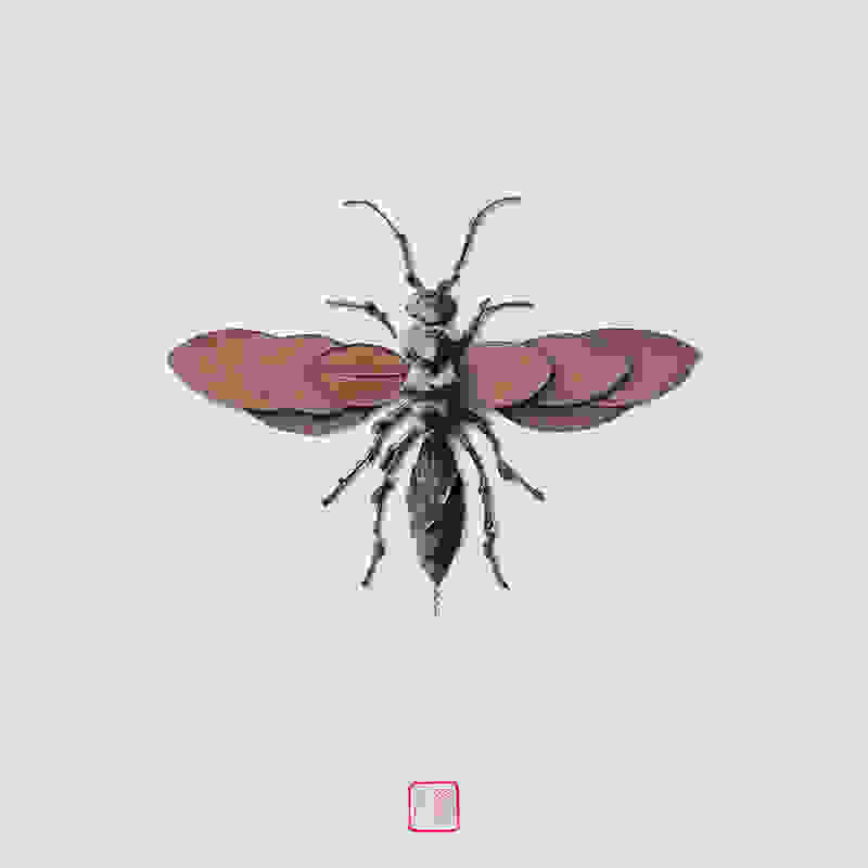 raku-inoue-insect-12.jpg