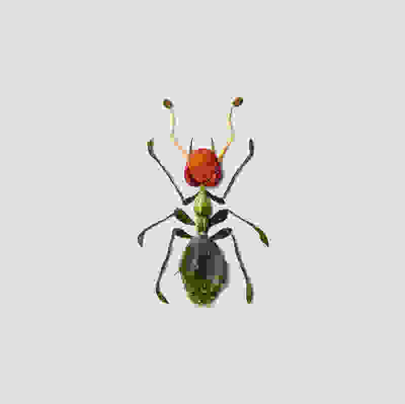 raku-inoue-insect-17.jpg