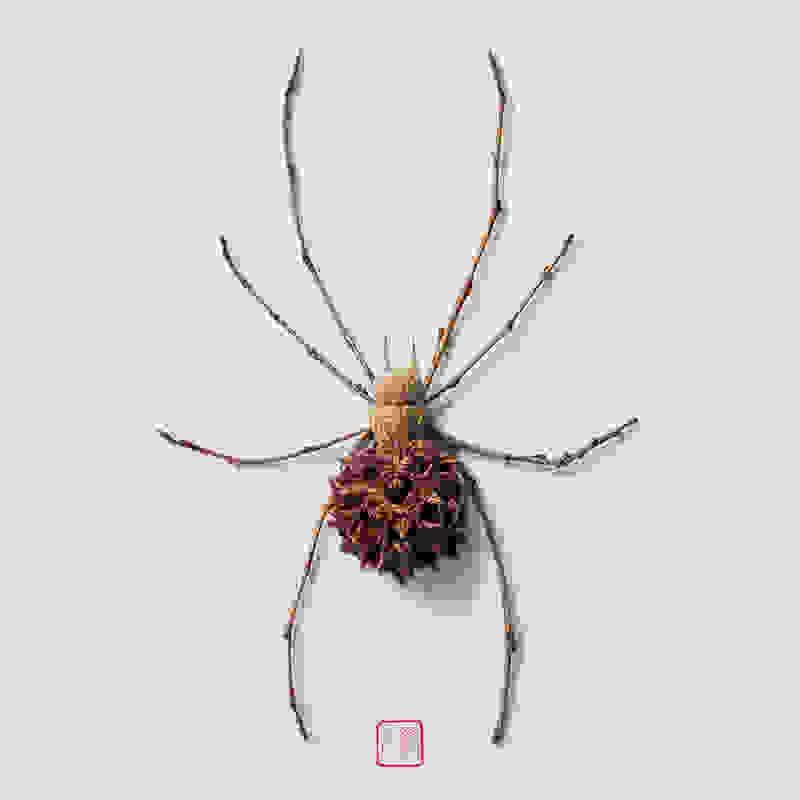 raku-inoue-insect-5.jpg