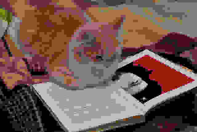 reading-cat-3.jpg
