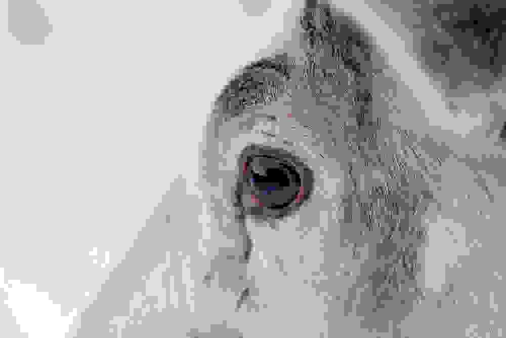 reindeer-eyes-2.jpg