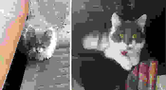 rescue-cat-abandoned-before-after-132.jpg