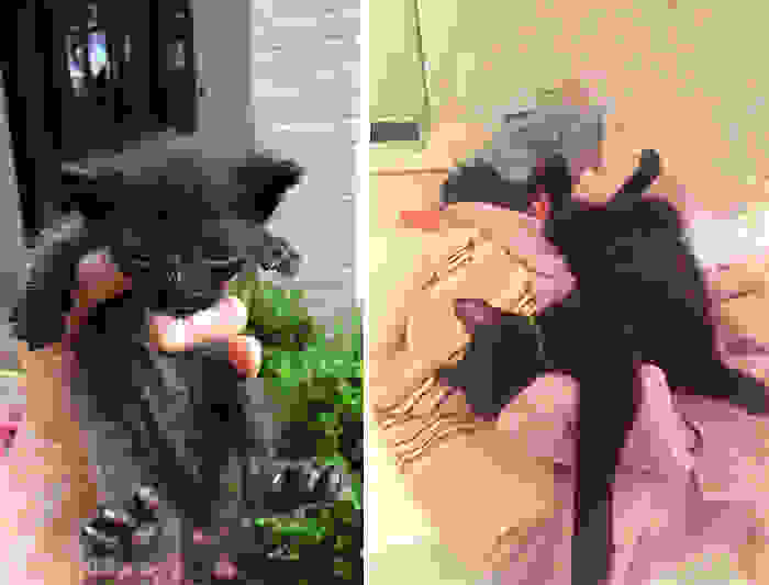 rescue-cat-abandoned-before-after-25.jpg