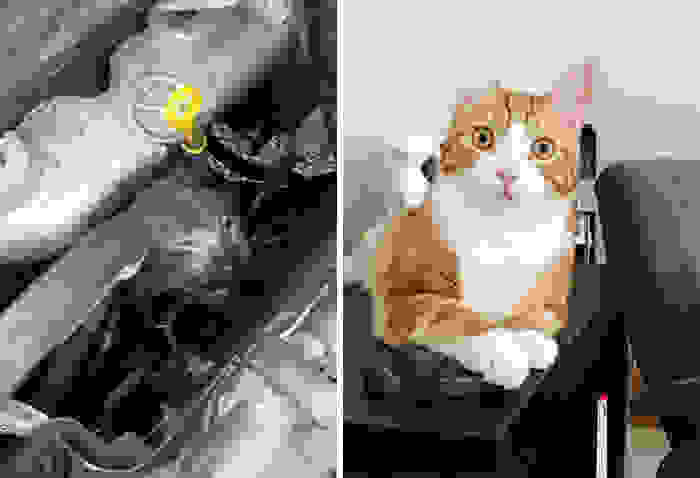 rescue-cat-abandoned-before-after-33.jpg
