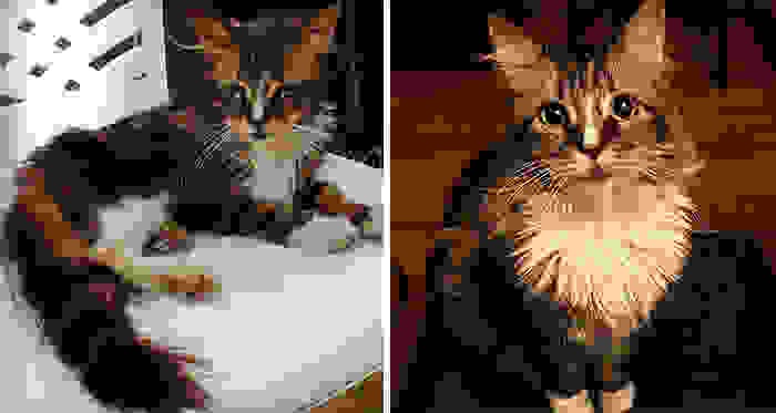 rescue-cat-abandoned-before-after-44.jpg