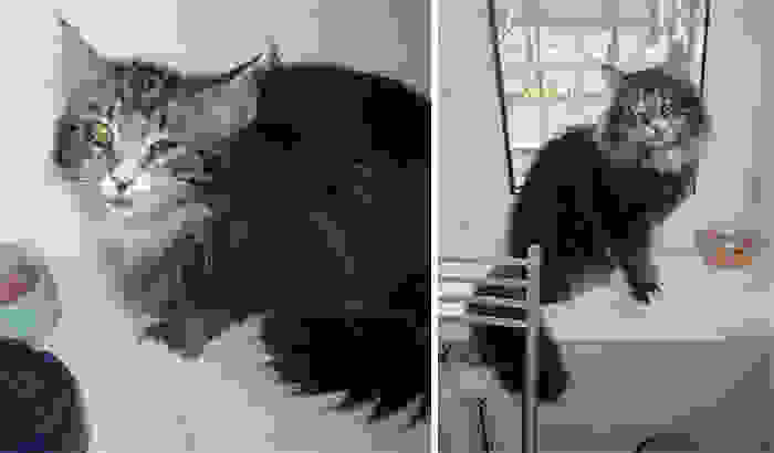 rescue-cat-abandoned-before-after-62.jpg