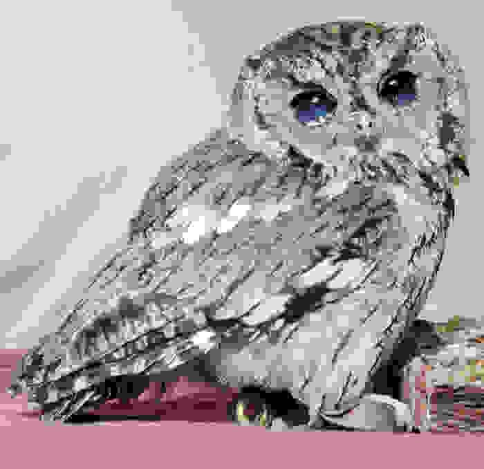 rescued-blind-owl-zeus-7.jpg
