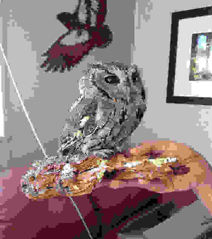 rescued-blind-owl-zeus-8.jpg