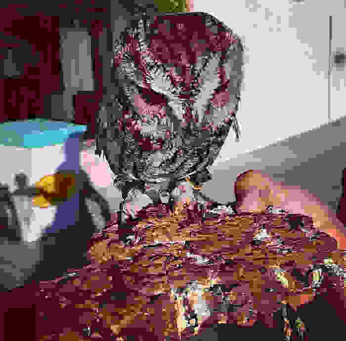 rescued-blind-owl-zeus-9.jpg