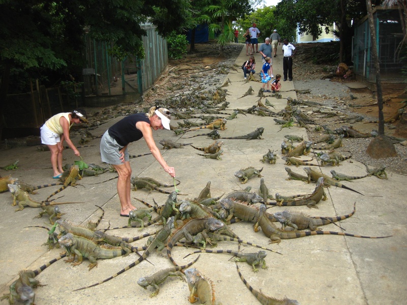 rotan-iguana9.JPG