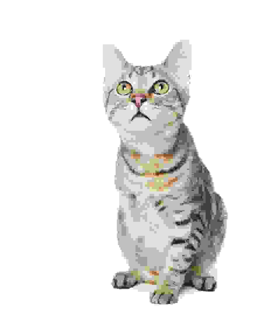 rupert-i-teleiotita-ton-ateleion-.jpg