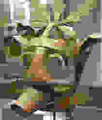 schandmaske3.jpg