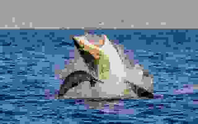 shark-640x400