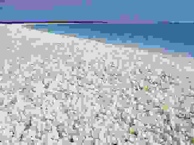 shell-beach.jpg