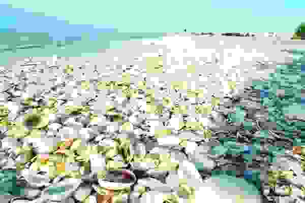 shellbeach4.jpg
