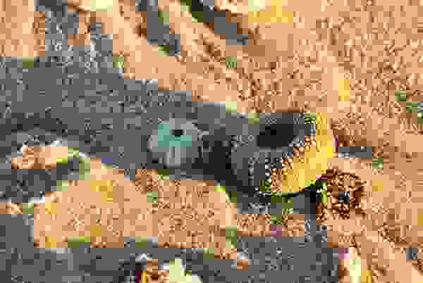 shellbeach7.jpg