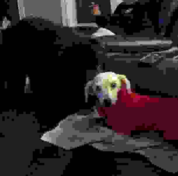 shrek6