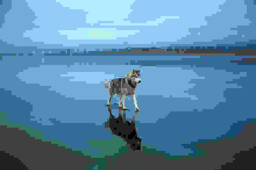 siberian-husky-frozen-lake-dog-photos-fox-grom-15.jpg