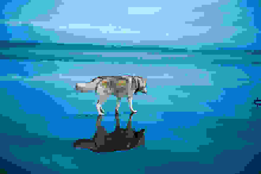 siberian-husky-frozen-lake-dog-photos-fox-grom-3.jpg