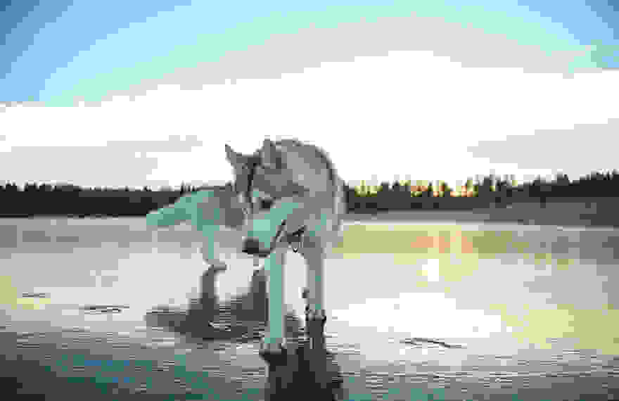 siberian-husky-frozen-lake-dog-photos-fox-grom-9.jpg