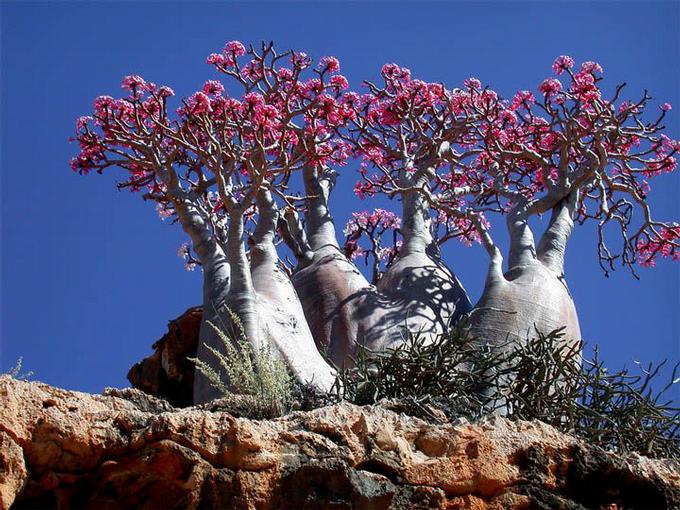 socotra-to-pio-paraxeno-nisi-ston-kosmo-023.jpeg