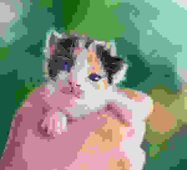 straykitten2.jpg