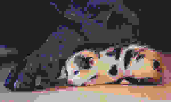 straykitten3.jpg