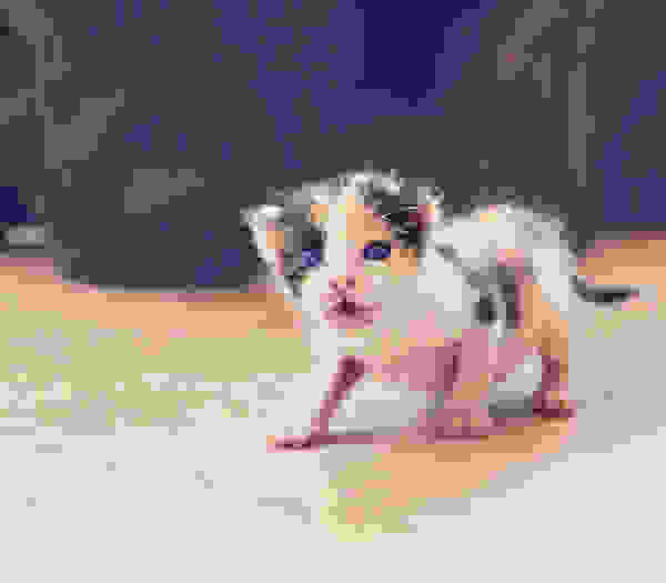 straykitten4.jpg