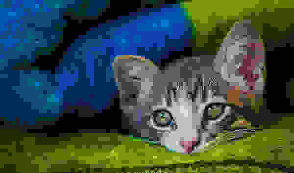 straykitten5.jpg