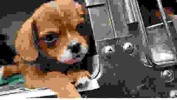 straytrain1.jpg