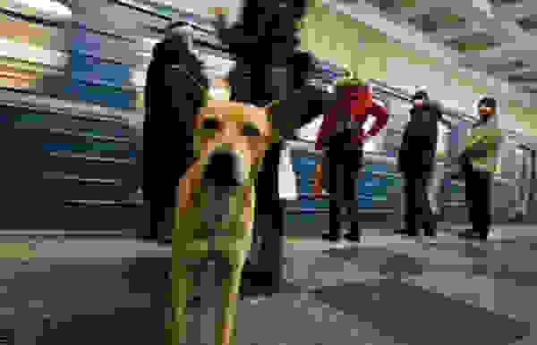 straytrain5.jpg