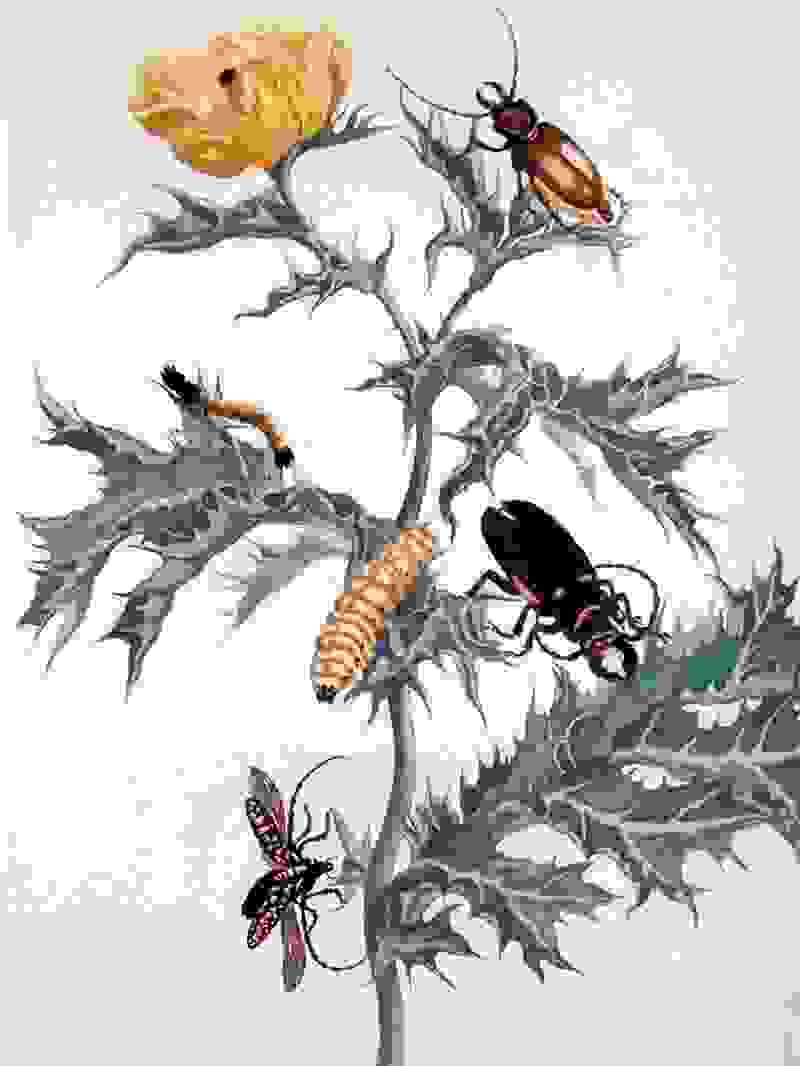 ta-ekpliktika-erga-kai-i-zoi-mias-tyxodioktrias-votanologoumerian-insects-1.jpg