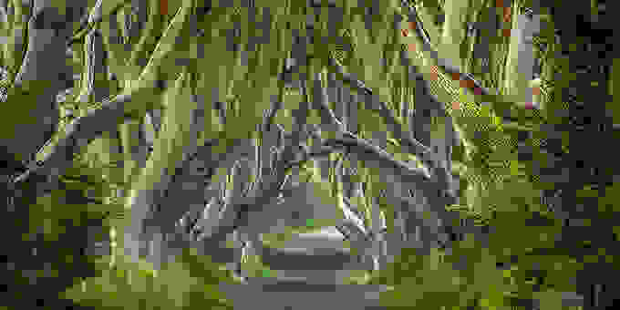 tainiako8.jpg