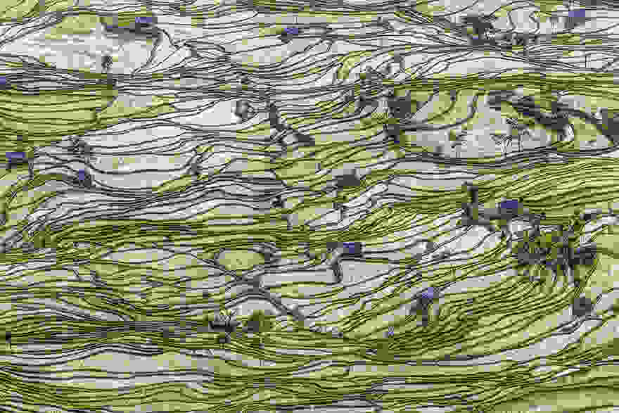 terraced-rice-fields-17__880.jpg