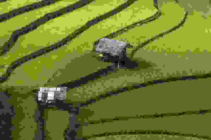 terraced-rice-fields-27__880.jpg