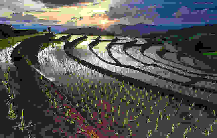 terraced-rice-fields-6__880.jpg
