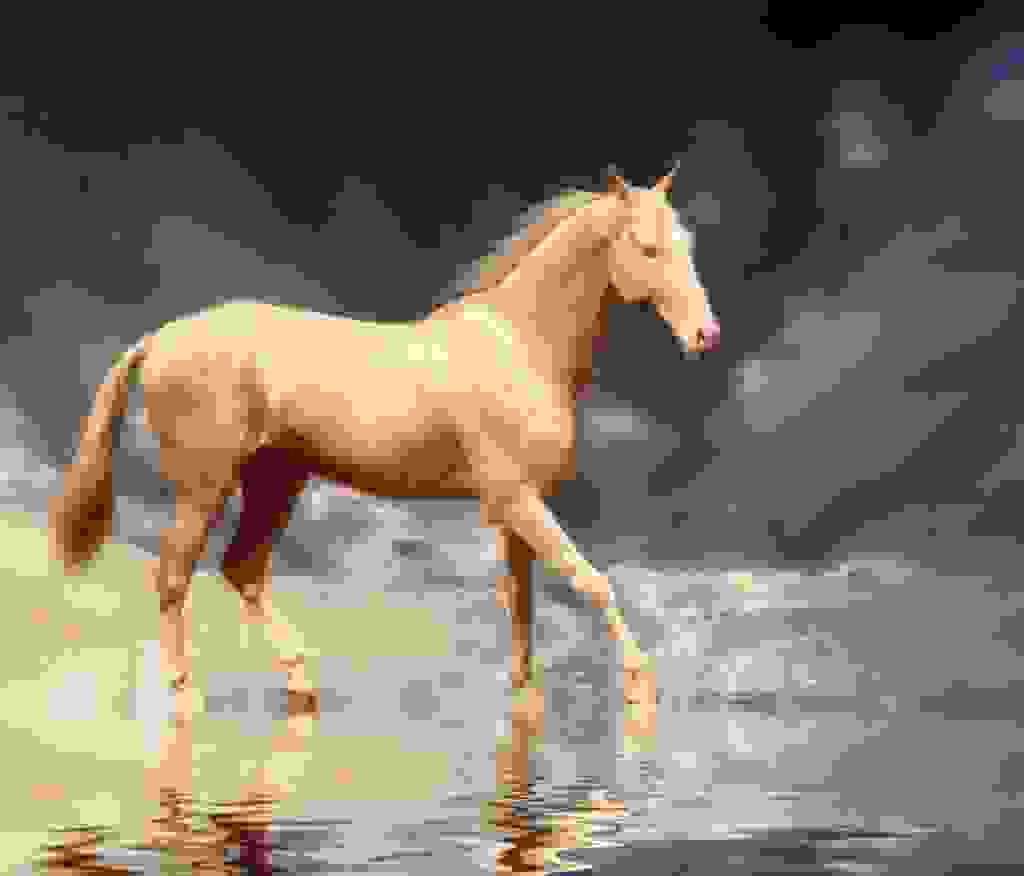 the-magnificent-iridescent-horse-called-the-akhal-teke-51e042d7e63a5.jpg