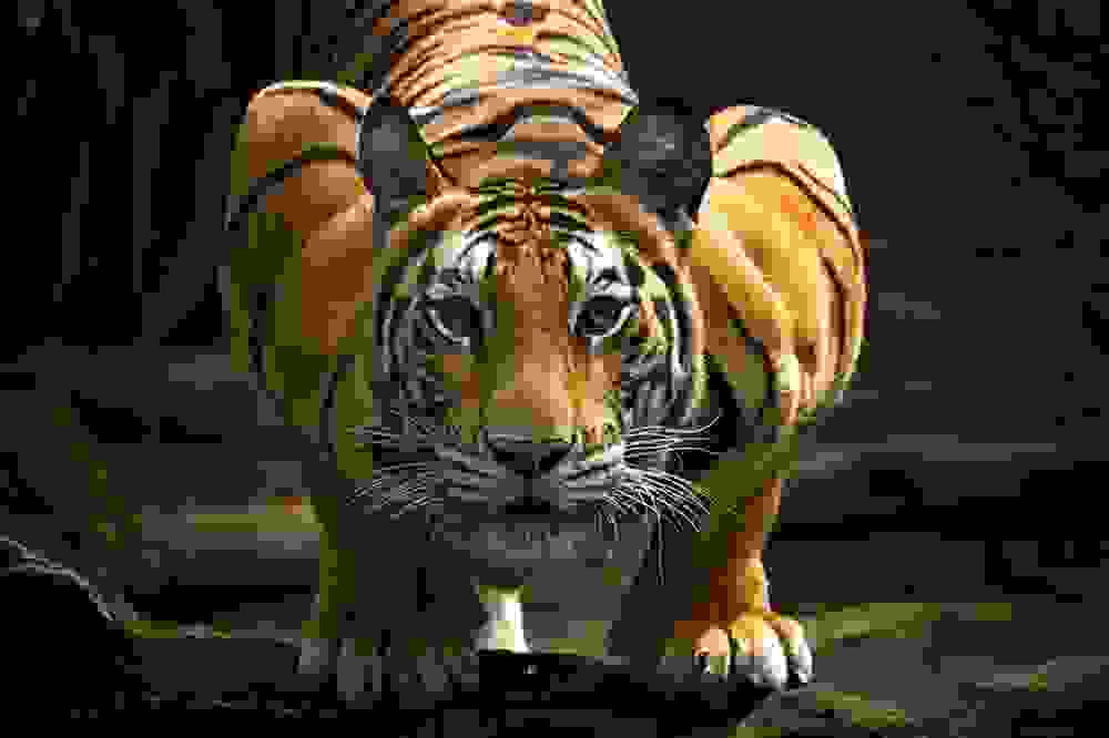 tigers1.jpg