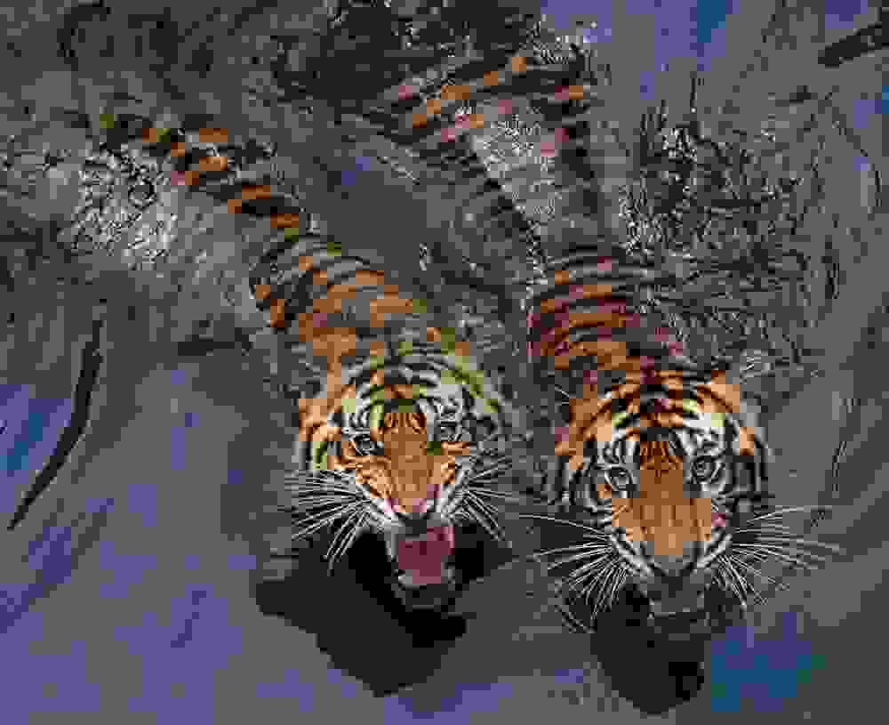 tigers10.jpg