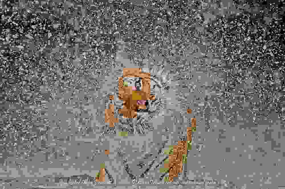 tigers11.jpg