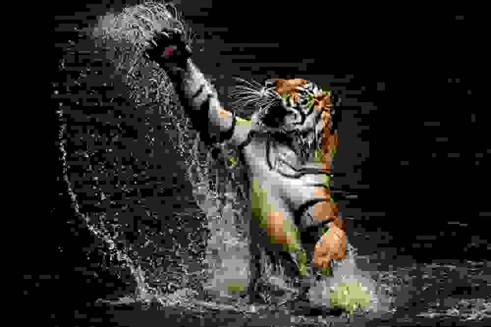 tigers12.jpg