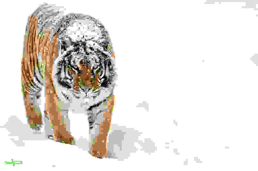 tigers13.jpg
