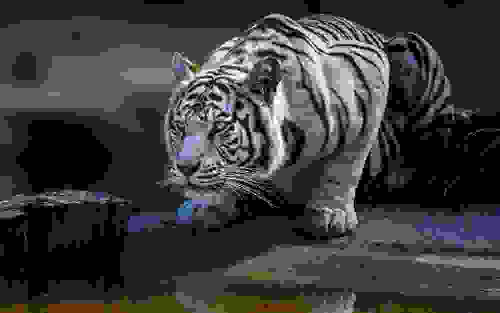 tigers14.jpg