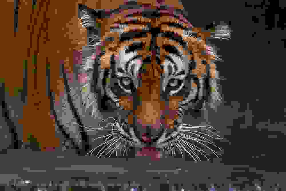 tigers15.jpg